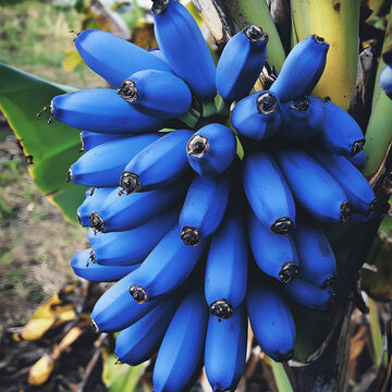 Blue banana Musa hybrid seeds for exotic tropical garden