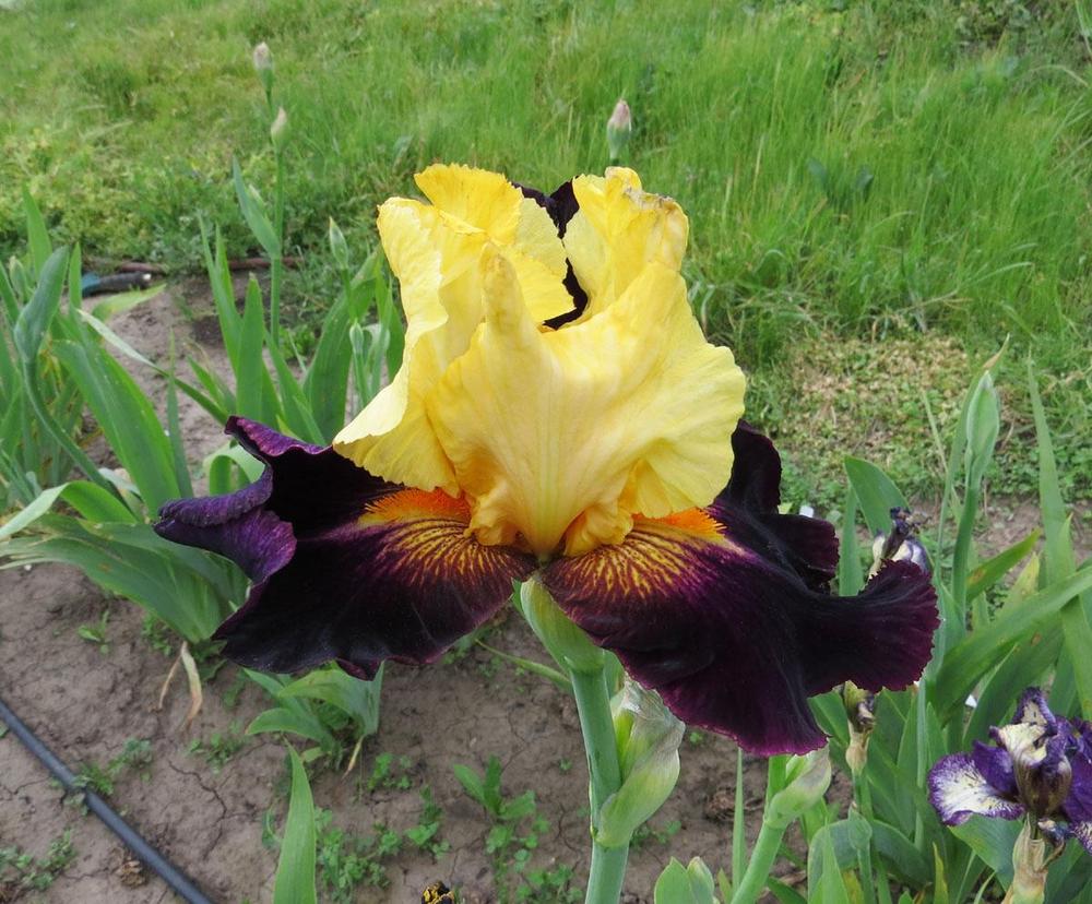 Idol Bearded Iris Seeds
