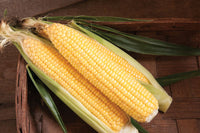 SS3778R – Corn Seed