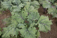 Red Russian – Kale Seed