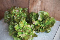 Cegolaine – Lettuce Seed