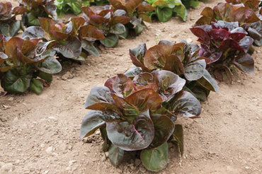 Rosaine – Lettuce Seed