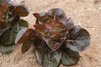 Rosaine – Lettuce Seed