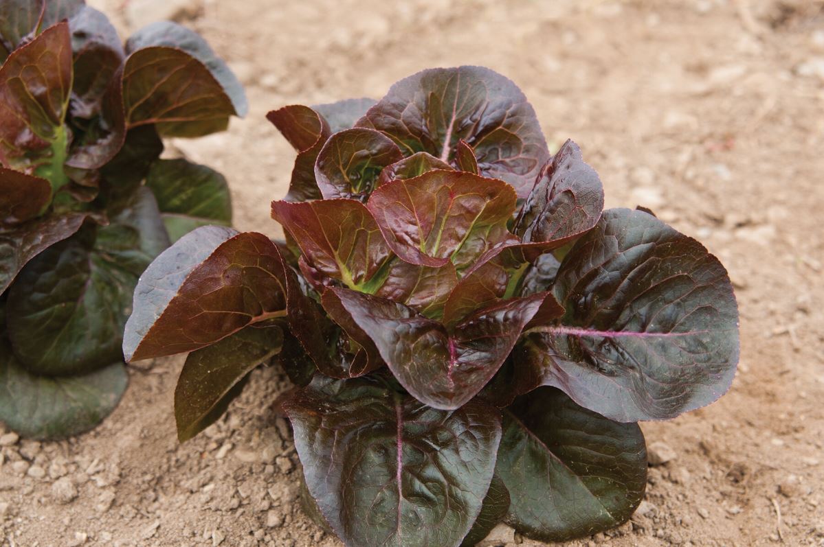Rosaine – Lettuce Seed