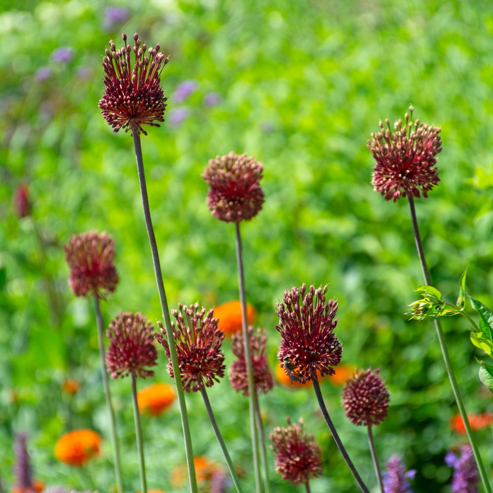 Red Mohican Allium Seeds