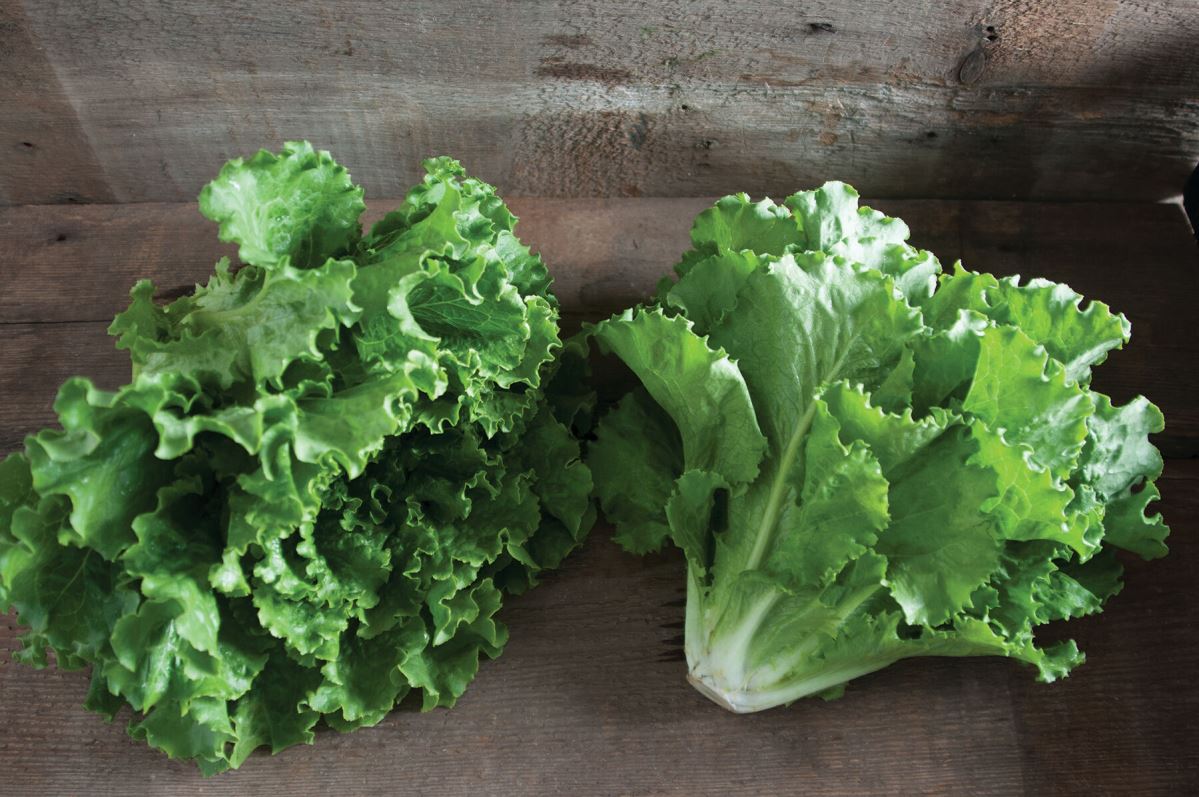 Fusion – Organic Lettuce Seed