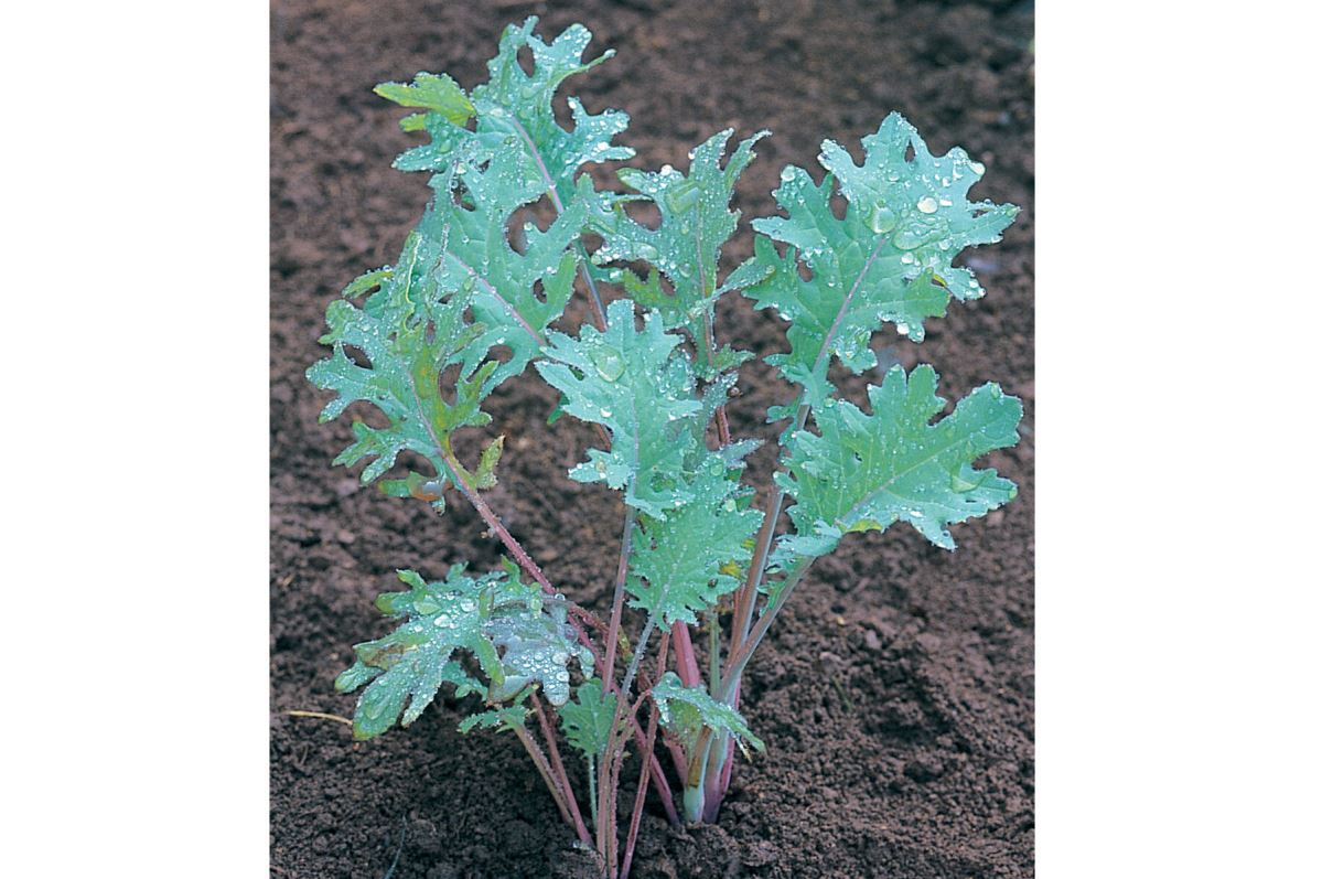 Red Russian – Organic Kale Seed