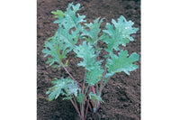 Red Russian – Organic Kale Seed