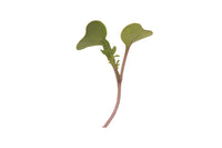 Kale, Red Russian – Organic Microgreen Seed