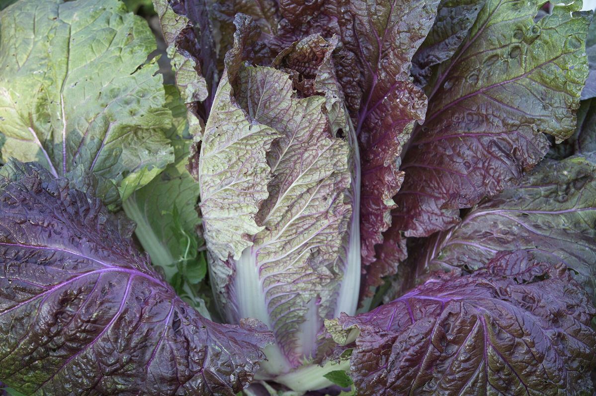 Red Dragon – Chinese Cabbage Seed