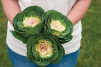 Crane White – Ornamental Kale Seed