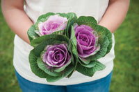 Crane Pink – Ornamental Kale Seed