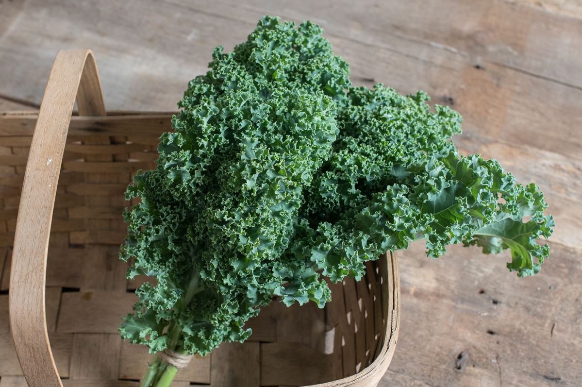 Darkibor – Organic Kale Seed