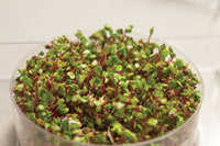 Radish, Triton – Organic Sprouting Seeds