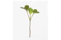Collard, Champion – Microgreen Seed