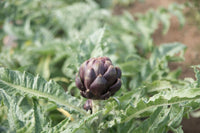 Colorado Star – Artichoke Seed