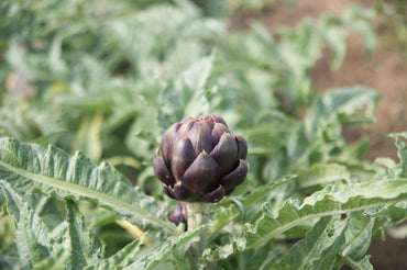 Colorado Star – Artichoke Seed