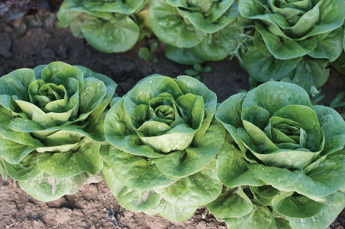 Newham – Organic Lettuce Seed