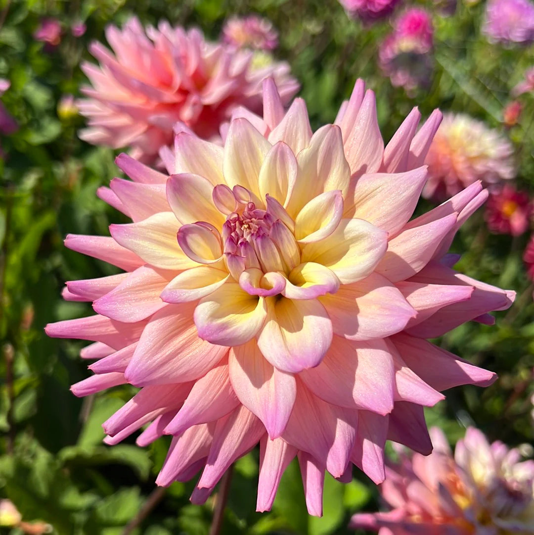 Bahama Mama Dahlia