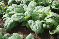 Kolibri – Spinach Seed