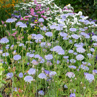Lacy Lavender Blue – Didiscus Seed