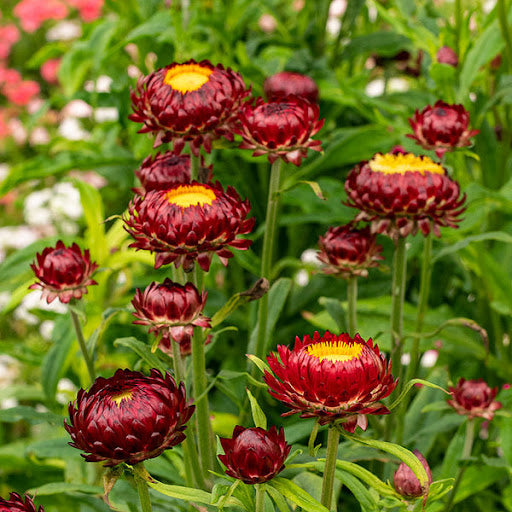 Strawflower Seeds Purple Red