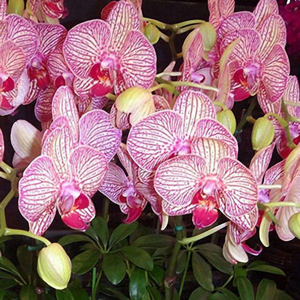 Phalaenopsis Orchid Seeds Rare Bonsai Plants Flowers Seeds