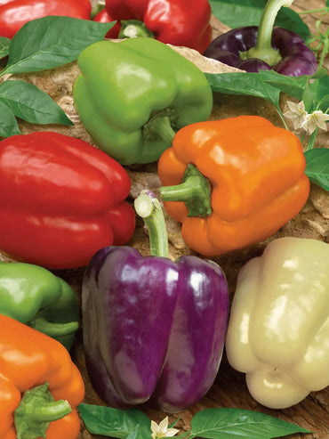 Sweet Pepper Rainbow Vegetable Seeds for Planting - Heirloom and Non-GMO garden seeds