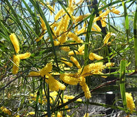 Raspberry Jam Wattle
