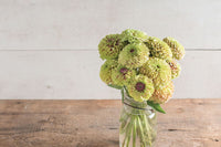 Queen Lime with Blush – Zinnia Seed