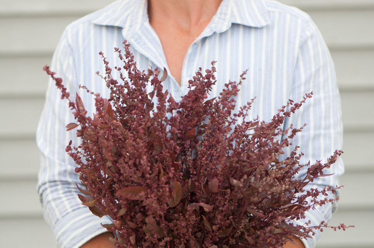 Red Plume – Atriplex Seed