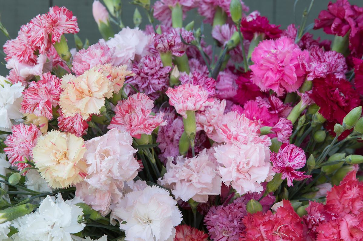 Chabaud Picotee Double Mix – Dianthus Seed
