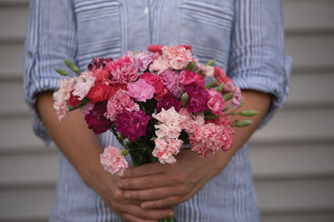 Chabaud Picotee Double Mix – Dianthus Seed