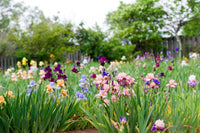 Reblooming Bearded Iris Collection Seeds