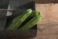 Flaminio – Zucchini Squash Seed