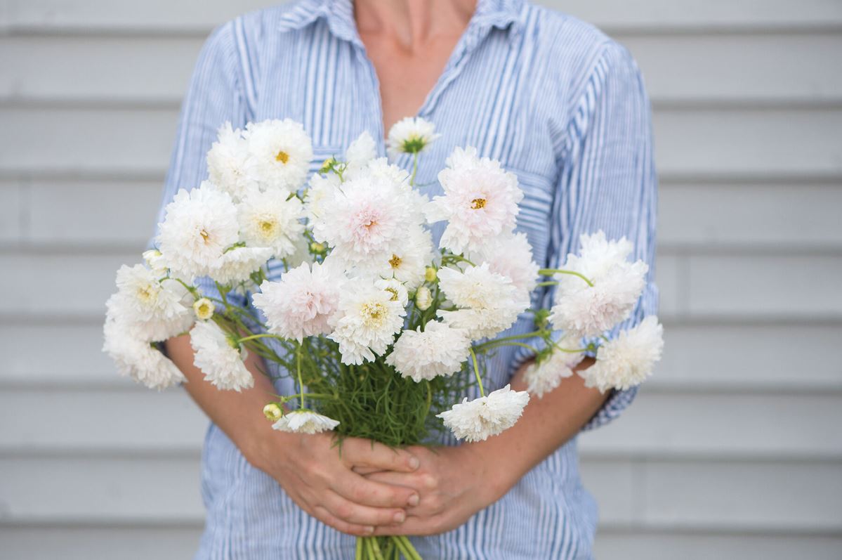 Double Click Snow Puff – Cosmos Seed