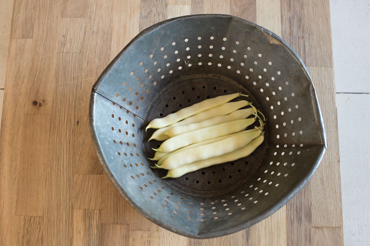 Capitano – Bean Seed