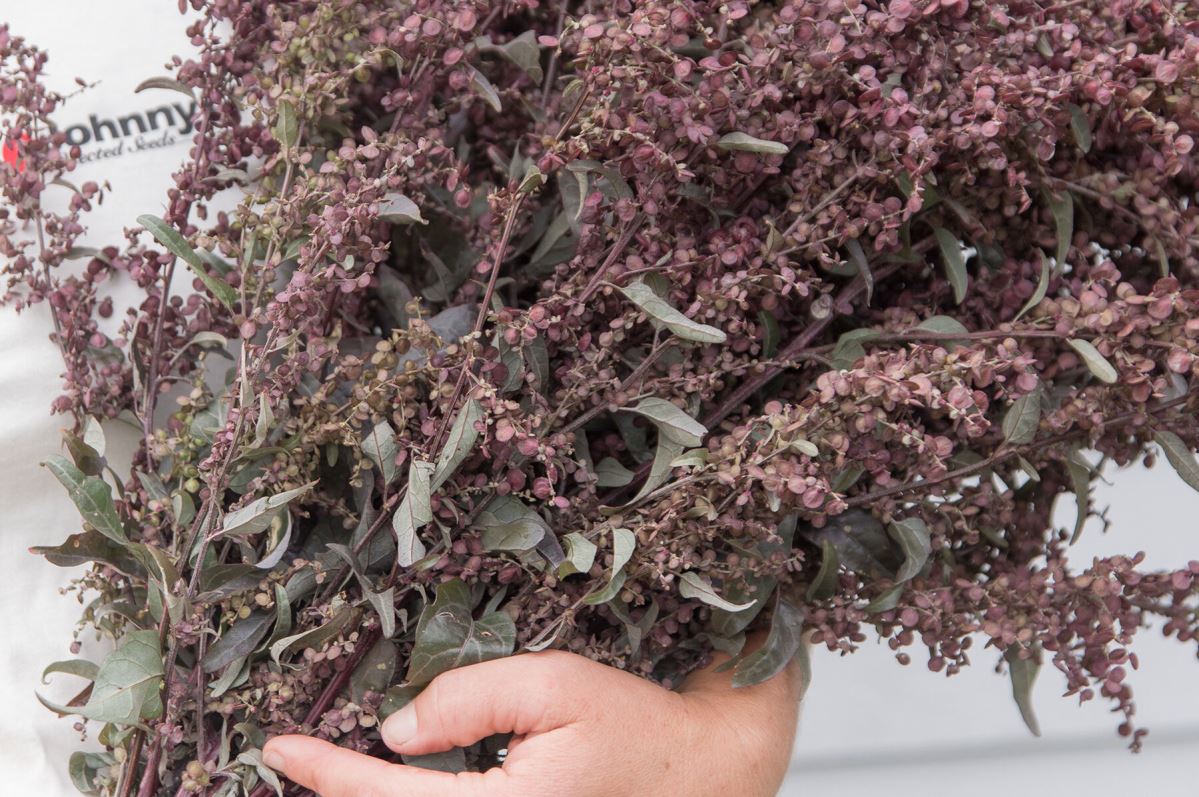 Copper Plume – Organic Atriplex Seed