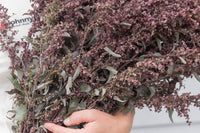 Copper Plume – Organic Atriplex Seed