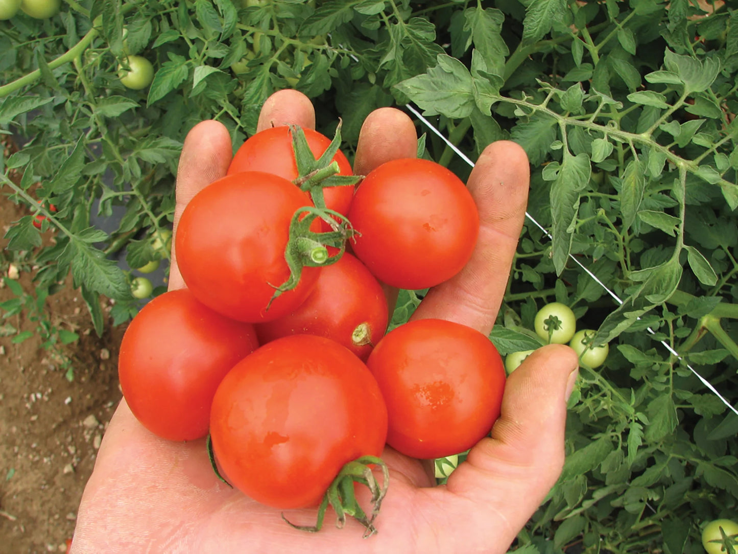 Plum Regal – Tomato Seed