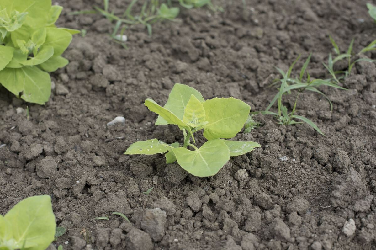 Light Green Orach – Organic Greens Seed