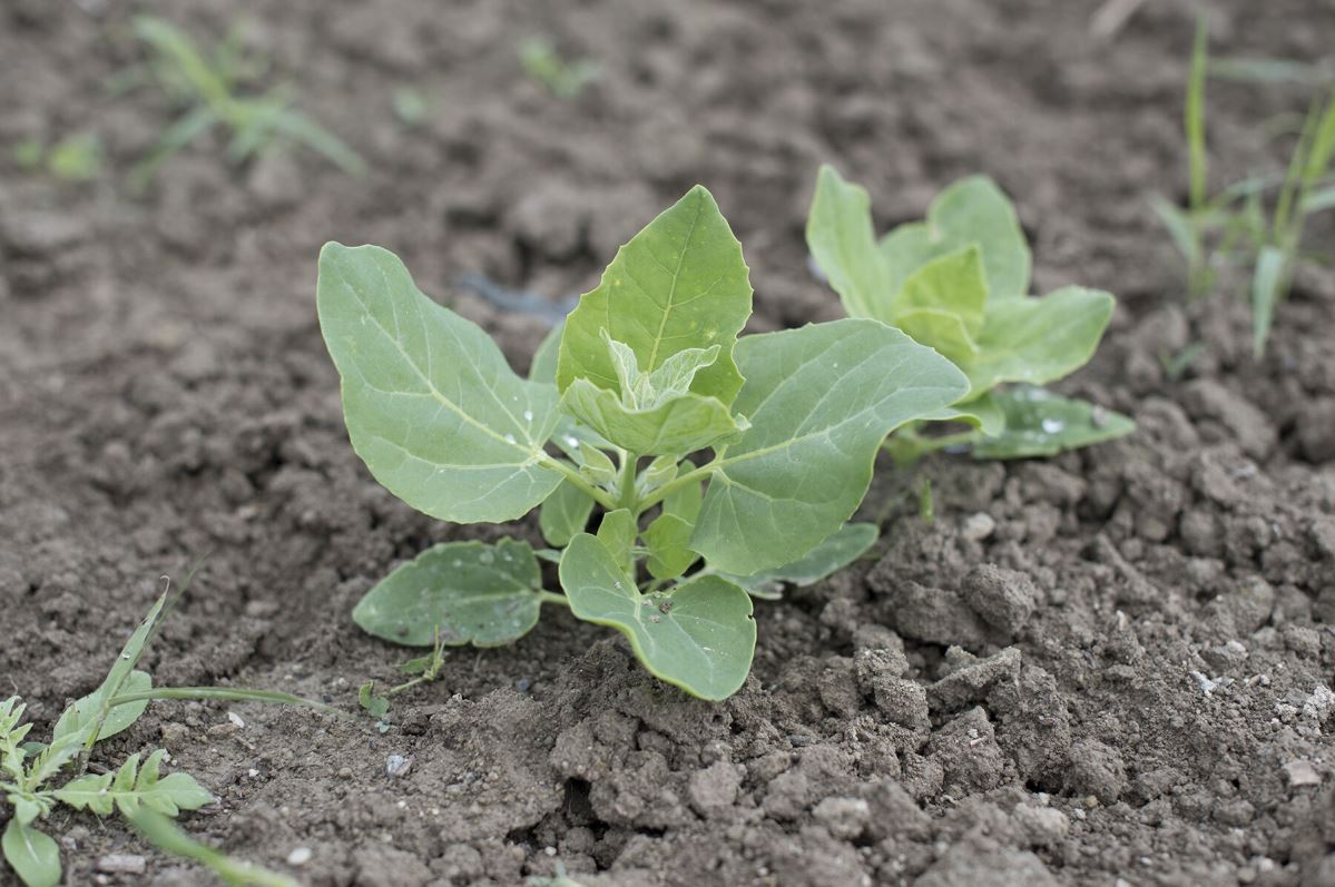 Dark Green Orach – Organic Greens Seed