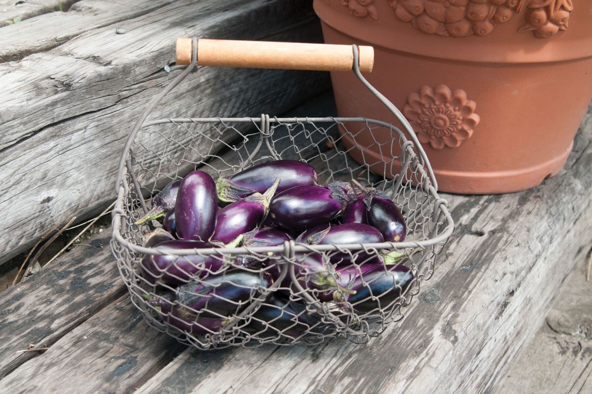 Patio Baby – Eggplant Seed