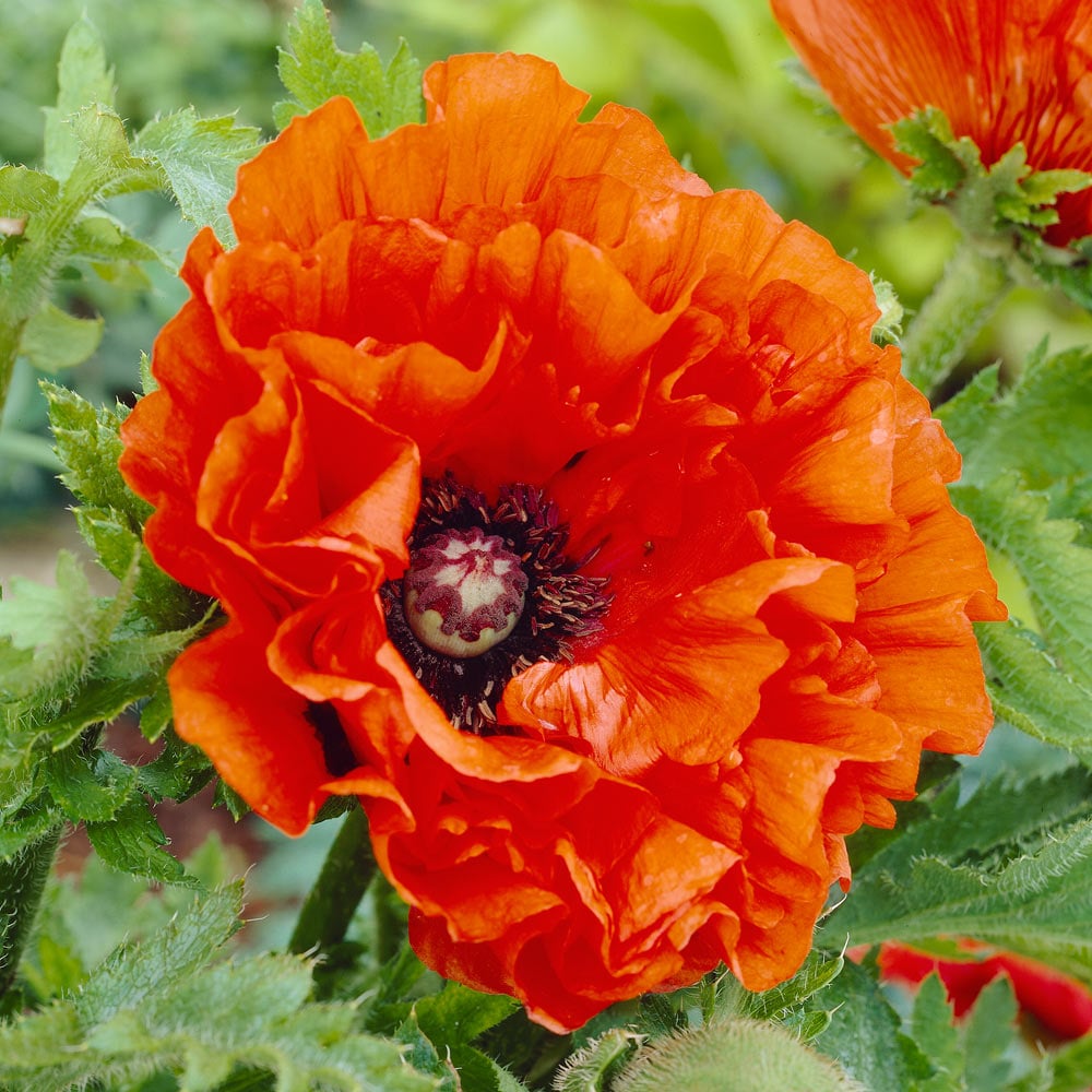 Harvest Moon Oriental Poppy