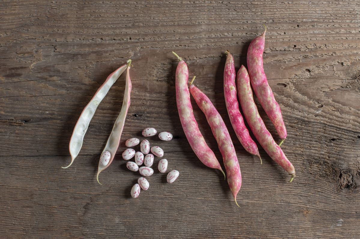 Flambo – Bean Seed