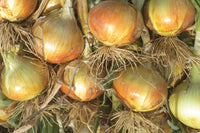 Madalyn – Organic Onion Seed