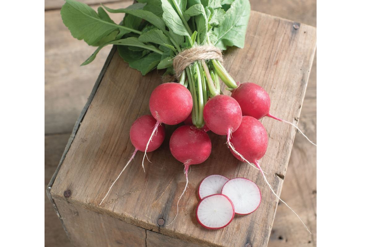 Celesta – Organic Radish Seed