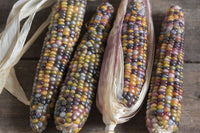 Glass Gem Corn Seed