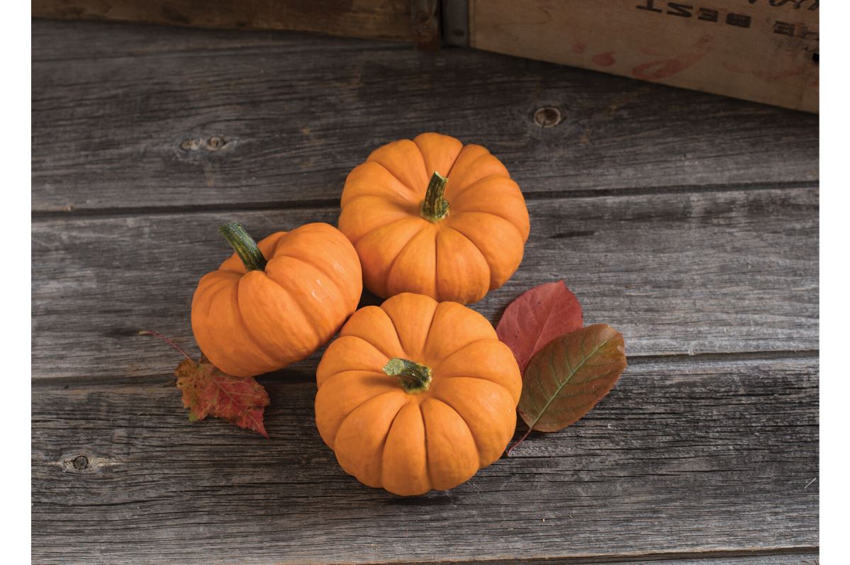 Jill-Be-Little – Pumpkin Seed