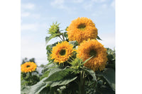 Goldy Double – Organic Sunflower Seed